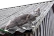Mačka na vrućem limenom krovu - smiješni video klip