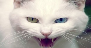Mačka protiv računala - smiješni video klip
