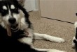 Smiješni video klipovi: mačka šamara psa