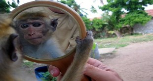 Majmun i ogledalce - smiješni video