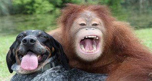 Majmun i pas dijele slatkiš