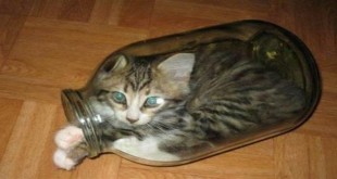 Nemoguća misija - mačka u boci