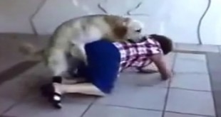Smiješni video - pas napada ženu