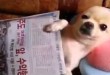 Smiješni video - pas uživa u masaži