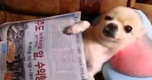 Smiješni video - pas uživa u masaži