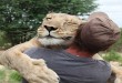 Prijatelj lavova video