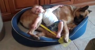Psi i mala djeca se vole