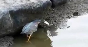 Zanimljivi video klipovi: ptica ribolovac