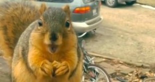 Brbljava vjeverica: slatke životinje pričaju