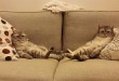 Slatke mačke - smiješni video klipovi
