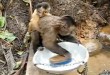 Slatki majmun video