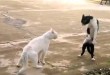 Smiješna kung fu mačka