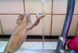 Uredan mali kameleon - video klip