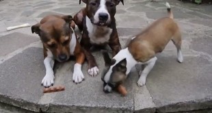 Pas kradljivac kobasica - smiješan video