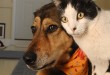 Prijateljstvo psa i mačke video