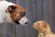 Psi i mačke naglavačke