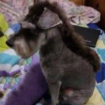 Kreativne pseće frizure i šišanja