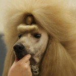 Smiješne i neobične pseće frizure