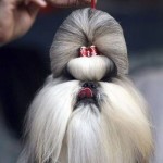 Ekstravagantne frizure za pse